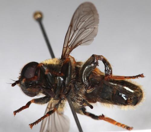 Merodon armipes